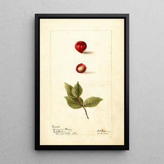Reproduction of the painting Eugenia uniflora - Deborah Griscom Passmore