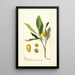 Reproduction of the painting Fortunella painting - Deborah Griscom Passmore