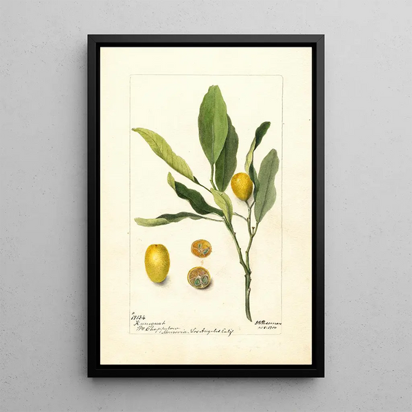Reproduction of the painting Fortunella painting - Deborah Griscom Passmore