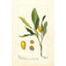 Reproduction of the painting Fortunella painting - Deborah Griscom Passmore