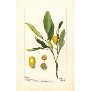 Reproduction of the painting Fortunella painting - Deborah Griscom Passmore