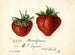 Strawberry Brandywine - Deborah Griscom Passmore — artwork view