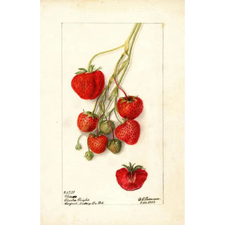 Fragaria Climan - Deborah Griscom Passmore — artwork view