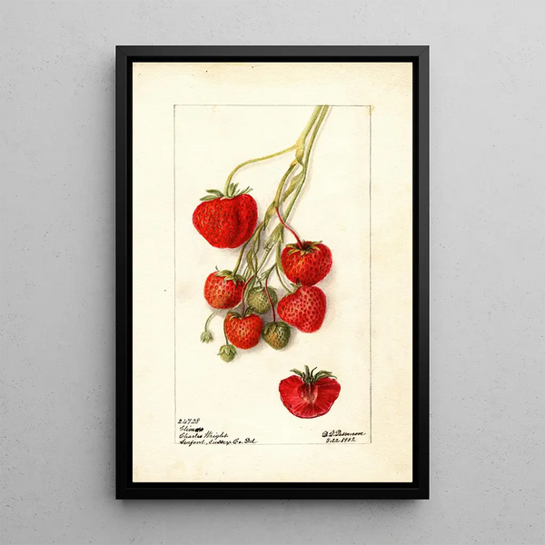 Fragaria Climan - Deborah Griscom Passmore — framed artwork on a wall