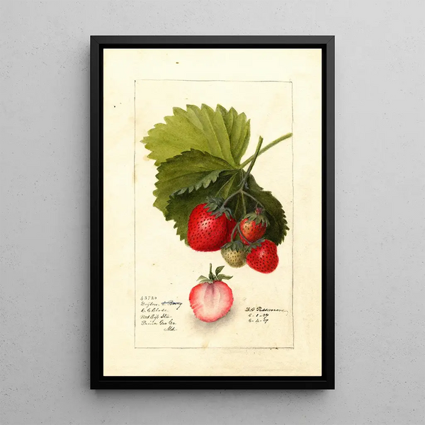 Fragaria Dayton - Deborah Griscom Passmore — framed artwork on a wall
