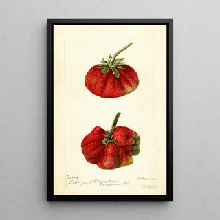 Reproduction of the painting Fragaria Dew - Deborah Griscom Passmore