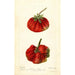 Reproduction of the painting Fragaria Dew - Deborah Griscom Passmore