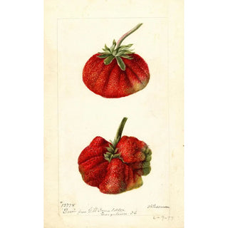 Reproduction of the painting Fragaria Dew - Deborah Griscom Passmore