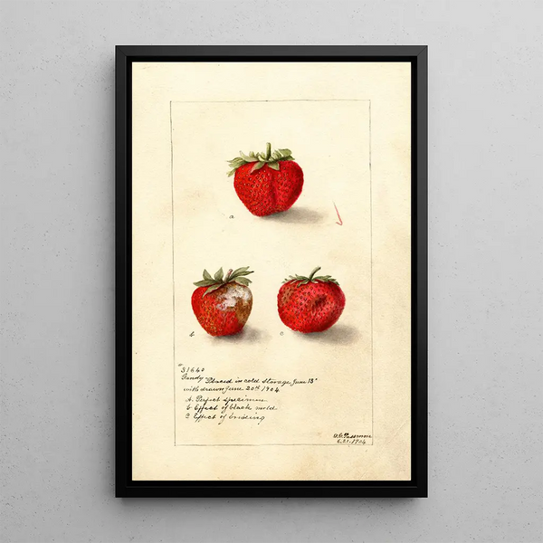 Reproduction of the painting Fragaria Gandy - Deborah Griscom Passmore