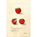 Reproduction of the painting Fragaria Gandy - Deborah Griscom Passmore
