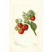 Fragaria Lehigh - Deborah Griscom Passmore — artwork view