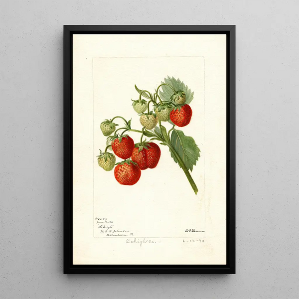 Fragaria Lehigh - Deborah Griscom Passmore — framed artwork on a wall