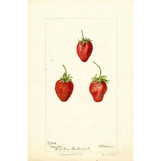 Fragaria Maida - Deborah Griscom Passmore — artwork view