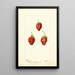 Fragaria Maida - Deborah Griscom Passmore — framed artwork on a wall