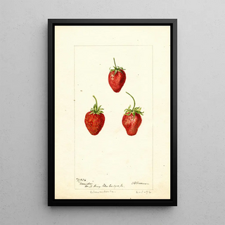 Fragaria Maida - Deborah Griscom Passmore — framed artwork on a wall