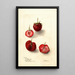 Reproduction of the painting Fragaria Maynor - Deborah Griscom Passmore