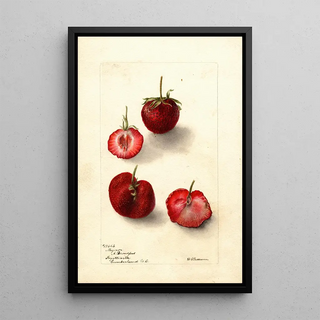 Reproduction of the painting Fragaria Maynor - Deborah Griscom Passmore