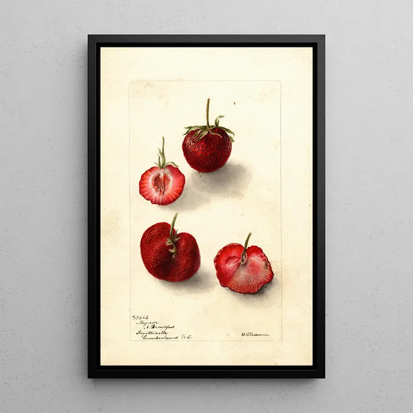 Reproduction of the painting Fragaria Maynor - Deborah Griscom Passmore