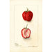 Fragaria Monett - Deborah Griscom Passmore — artwork view