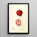 Fragaria Monett - Deborah Griscom Passmore — framed artwork on a wall