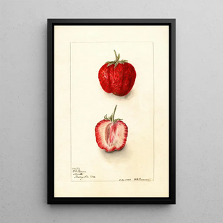 Fragaria Monett - Deborah Griscom Passmore — framed artwork on a wall