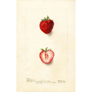 Fragaria Nick Ohmer - Deborah Griscom Passmore — artwork view
