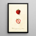 Fragaria Nick Ohmer - Deborah Griscom Passmore — framed artwork on a wall