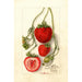 Fragaria Outlander - Deborah Griscom Passmore — artwork view