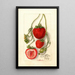 Fragaria Outlander - Deborah Griscom Passmore — framed artwork on a wall