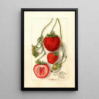 Fragaria Outlander - Deborah Griscom Passmore — framed artwork on a wall
