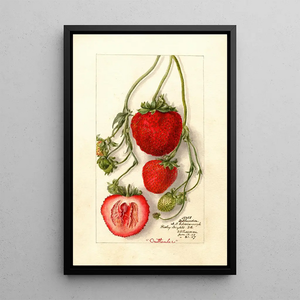 Fragaria Outlander - Deborah Griscom Passmore — framed artwork on a wall