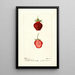 Reproduction of the painting Fragaria Seaford - Deborah Griscom Passmore