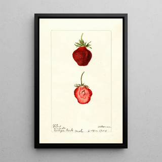 Reproduction of the painting Fragaria Seaford - Deborah Griscom Passmore