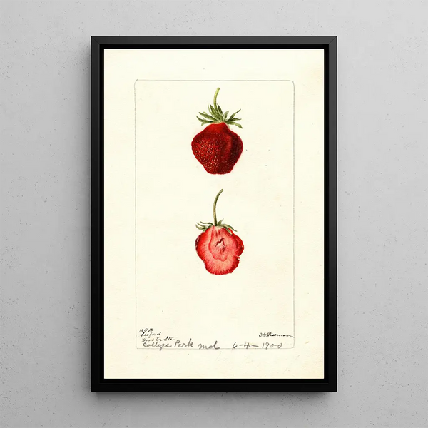 Reproduction of the painting Fragaria Seaford - Deborah Griscom Passmore