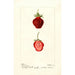 Reproduction of the painting Fragaria Seaford - Deborah Griscom Passmore