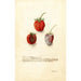 Fragaria Tennessee - Deborah Griscom Passmore — artwork view