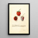 Fragaria Tennessee - Deborah Griscom Passmore — framed artwork on a wall
