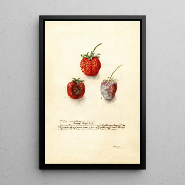 Fragaria Tennessee - Deborah Griscom Passmore — framed artwork on a wall