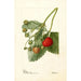 Fragaria Thompson - Deborah Griscom Passmore — artwork view