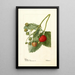Fragaria Thompson - Deborah Griscom Passmore — framed artwork on a wall