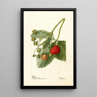 Fragaria Thompson - Deborah Griscom Passmore — framed artwork on a wall