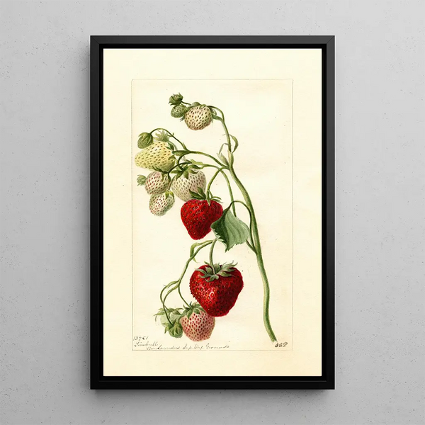 Reproduction of the painting Fragaria Timbrell - Deborah Griscom Passmore