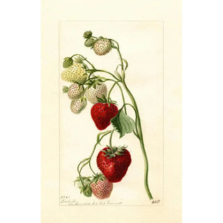 Reproduction of the painting Fragaria Timbrell - Deborah Griscom Passmore