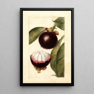 Reproduction of the painting Garcinia mangostana - Deborah Griscom Passmore