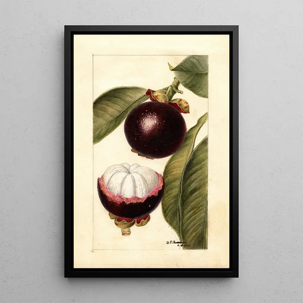 Reproduction of the painting Garcinia mangostana - Deborah Griscom Passmore