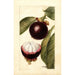 Reproduction of the painting Garcinia mangostana - Deborah Griscom Passmore
