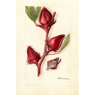 Hibiscus sabdariffa Victor - Deborah Griscom Passmore — artwork view