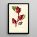 Hibiscus sabdariffa Victor - Deborah Griscom Passmore — framed artwork on a wall