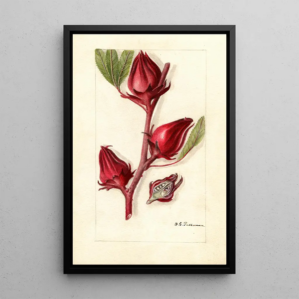 Hibiscus sabdariffa Victor - Deborah Griscom Passmore — framed artwork on a wall