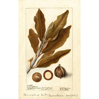 Macadamia ternifolia - Deborah Griscom Passmore — artwork view